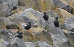 Black Guillemot