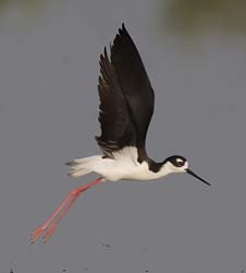 Black-necked Stilt Photo