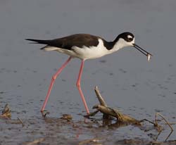 Black-necked Stilt Photo