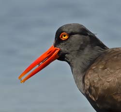 Black Oystercatcher Photo