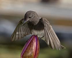 Black Phoebe Photo