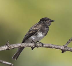 Black Phoebe Photo