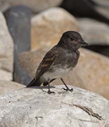 Black Phoebe Photo