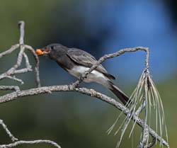 Black Phoebe Photo