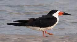 Black Skimmer Photo Picture