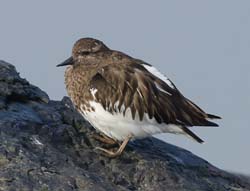 Black Turnstone Photo