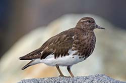Black Turnstone Photo