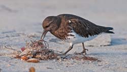 Black Turnstone Photo