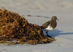 Black Turnstone Photo