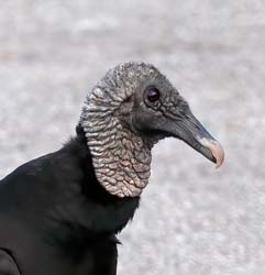Black Vulture Photo