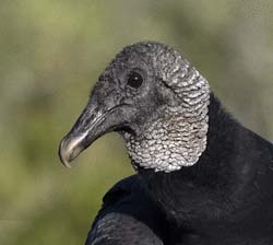 Black Vulture