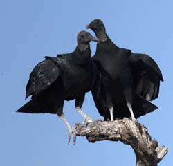 Black Vulture