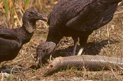 Black Vulture Photo