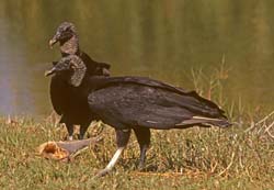 Black Vulture Photo
