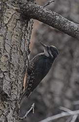 Black-backed Woodpecker Photo