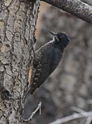 Black-backed Woodpecker Photo