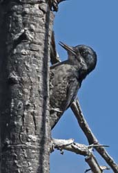 Black-backed Woodpecker Photo