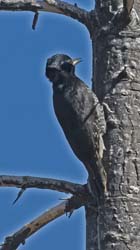 Black-backed Woodpecker Photo