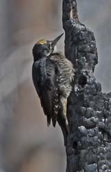 Black-backed Woodpecker Photo