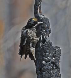 Black-backed Woodpecker Photo