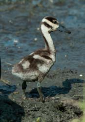 Black-bellied Whistling Duck Photo