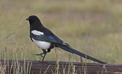 Black-billed Magpie Photo