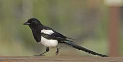 Black-billed Magpie Photo