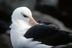 Black-browed Albatross Photo