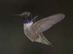 Black-chinned Hummingbird Photo