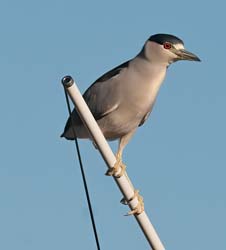 Black-crowned Night-Heron Photo