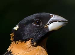 Black-headed Grosbeak Photo