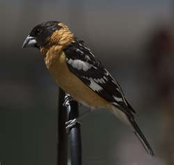 Black-headed Grosbeak Photo