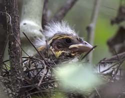 Black-headed Grosbeak Photo