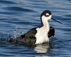 Black-necked Stilt Photo