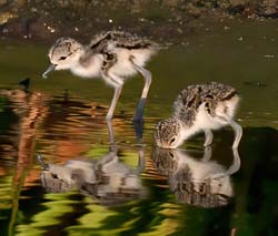 Black-necked Stilt Photo