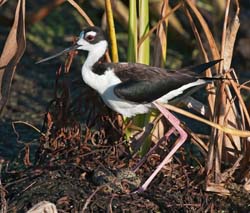 Black-necked Stilt Photo