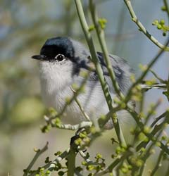 Black-tailed Gnatcatcher Photo