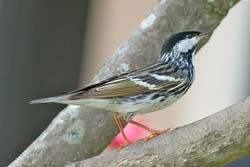 Blackpoll Warbler Photo