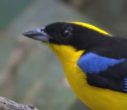 Blue-winger Mountain-Tanager