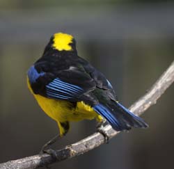Blue-winger Mountain-Tanager