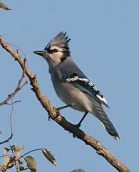 Blue Jay Photo