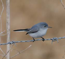 Blue-gray Gnatcatcher Photo