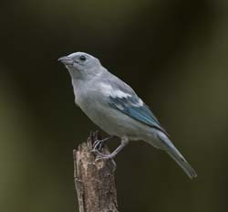 Blue-grey Tanager Photo
