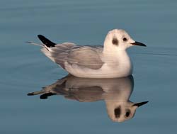 Bonaparte's Gull Photo