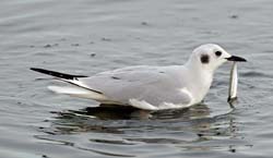 Bonaparte's Gull Photo
