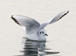 Bonaparte's Gull Photo