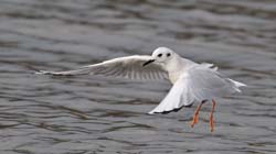 Bonaparte's Gull Photo