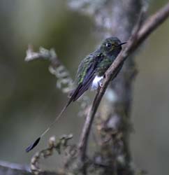 Booted Racket-tailed