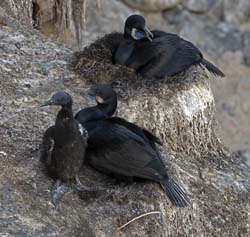 Brandt's Cormorant