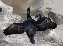 Brandt's Cormorant